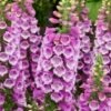 Vingerhoedskruid (Digitalis Purpurea 'Dalmatian Purple') D 11 H 15 Cm -Tuin Planten Winkel 8717191509978 3 1
