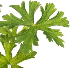 Ooievaarsbek (Geranium 'Baby Blue') D 11 H 10 Cm -Tuin Planten Winkel 8717191512282 1 1