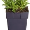 Ereprijs (Veronica Spicata 'Inspire Blue') D 11 H 20 Cm -Tuin Planten Winkel 8717191512428