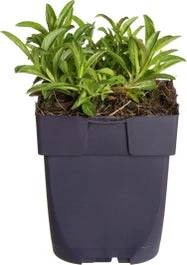 Ereprijs (Veronica Spicata 'Inspire Blue') D 11 H 20 Cm