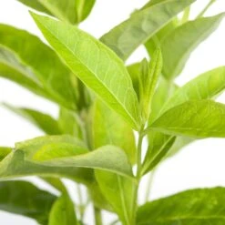 Vlambloem (Phlox Paniculata 'Sweet Summer Fantasy') D 11 H 15 Cm -Tuin Planten Winkel 8717191512565 2