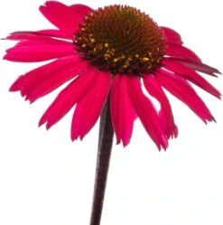 Zonnehoed (Echinacea Purpurea 'Sensation Pink') D 11 H 10 Cm -Tuin Planten Winkel 8717191513098 2