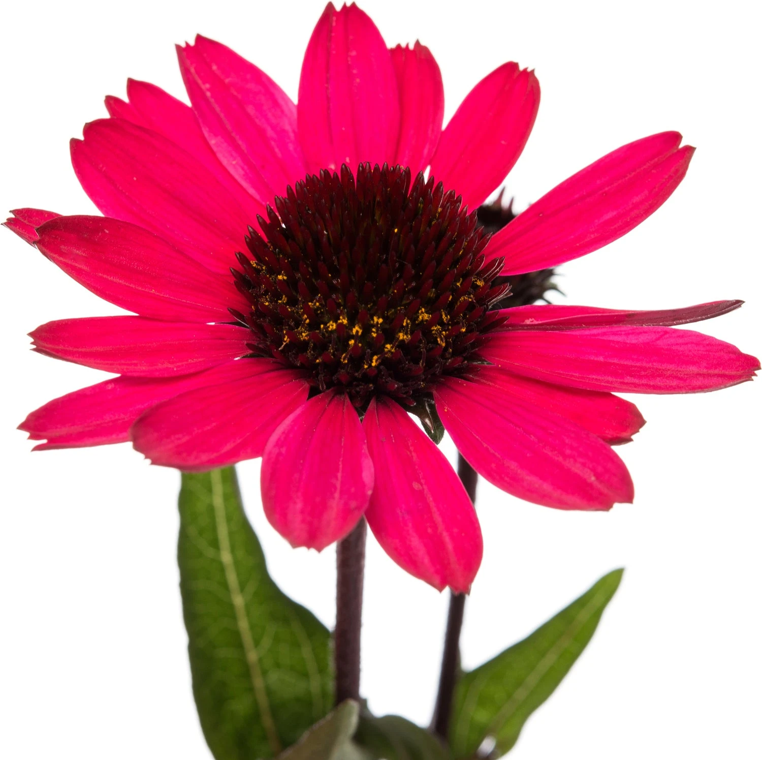 Zonnehoed (Echinacea Purpurea 'Summer Cloud') D 11 H 10 Cm 4 Zonnehoed (Echinacea Purpurea 'Summer Cloud') D 11 H 10 Cm - Afbeelding 2