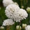Engels Gras (Armeria Pseudarmeria 'Ballerina White') D 11 H 15 Cm 1 Engels Gras (Armeria Pseudarmeria 'Ballerina White') D 11 H 15 Cm -Tuin Planten Winkel 8717191513258 3 1