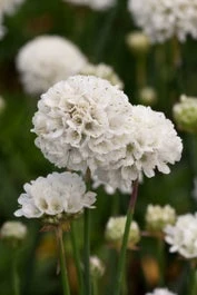 Engels Gras (Armeria Pseudarmeria 'Ballerina White') D 11 H 15 Cm 3 Engels Gras (Armeria Pseudarmeria 'Ballerina White') D 11 H 15 Cm