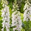 Vingerhoedskruid (Digitalis Purpurea 'Dalmatian White') D 11 H 20 Cm -Tuin Planten Winkel 8717191513289