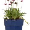 Engels Gras (Armeria Pseudarmeria 'Ballerina Lilac') D 11 H 10 Cm -Tuin Planten Winkel 8717191513425 3 1