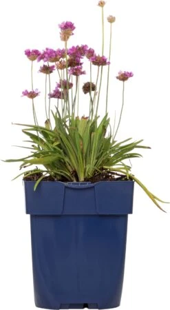 Engels Gras (Armeria Pseudarmeria 'Ballerina Lilac') D 11 H 10 Cm