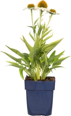 Zonnehoed (Echinacea Purpurea 'Meditation White') D 11 H 10 Cm