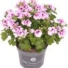 Franse Geranium (Pelargonium Grandiflorum 'Angel') D 12 H 15 Cm -Tuin Planten Winkel 8717191514729