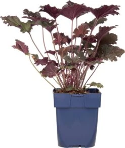 Purperklokje (Heuchera 'Black Sea') D 11 H 10 Cm