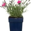 Rotsanjer (Dianthus Gratianopolitanus 'Dianturi Twinkle') D 11 H 10 Cm -Tuin Planten Winkel 8717191515283