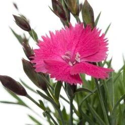 Rotsanjer (Dianthus Gratianopolitanus 'Dianturi Twinkle') D 11 H 10 Cm -Tuin Planten Winkel 8717191515283 2