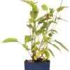 Duizendknoop (Persicaria Amplexicaulis 'Lisan') D 11 H 10 Cm -Tuin Planten Winkel 8717191515320