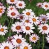 Marrokaanse Margriet (Rhodanthemum Hosmariense 'Marrakech') D 11 H 15 Cm -Tuin Planten Winkel 8717191517119 3 1