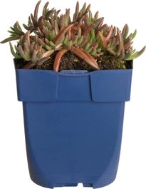 IJsbloem (Delosperma Aberdeense 'Hot Pink') D 11 H 10 Cm 3 IJsbloem (Delosperma Aberdeense 'Hot Pink') D 11 H 10 Cm