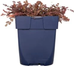 Stekelnootje (Acaena Inermis 'Purpurea') D 11 H 10 Cm