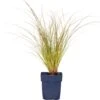 Zegge (Carex Testacea 'Prairie Fire') D 11 H 10 Cm