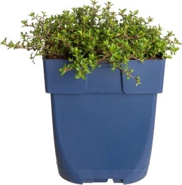 Kruiptijm (Thymus Praecox 'Red Carpet') D 11 H 5 Cm 3 Kruiptijm (Thymus Praecox 'Red Carpet') D 11 H 5 Cm