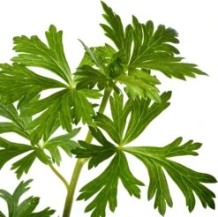 Monnikskap (Aconitum Carmichaelii 'Cloudy') D 11 H 80 Cm 5 Monnikskap (Aconitum Carmichaelii 'Cloudy') D 11 H 80 Cm -Tuin Planten Winkel 8717191523028 2