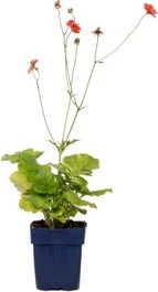 Nagelkruid (Geum 'Scarlet Tempest') D 11 H 10 Cm 3 Nagelkruid (Geum 'Scarlet Tempest') D 11 H 10 Cm