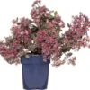 Vetkruid (Sedum 'Red Sparkle') D 11 H 10 Cm -Tuin Planten Winkel 8717191523134