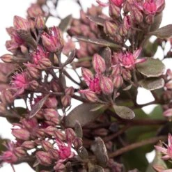 Vetkruid (Sedum 'Red Sparkle') D 11 H 10 Cm -Tuin Planten Winkel 8717191523134 2
