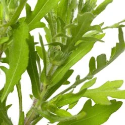 Kokardebloem (Gaillardia 'Red') D 11 H 40 Cm -Tuin Planten Winkel 8717191523158 2