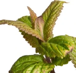 Kattenkruid (Nepeta Nervosa 'Neptune') D 11 H 40 Cm -Tuin Planten Winkel 8717191525497 2