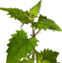 Dropplant (Agastache 'Blue Boa') D 11 H 15 Cm -Tuin Planten Winkel 8717191525930 2