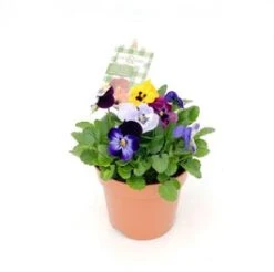 Hoornviooltje (Viola Cornuta) D 12 H 22 Cm