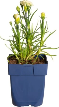 Potanjer (Dianthus Sunflor 'Yellow Bling Bling') D 11 H 15 Cm