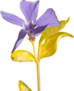 Kleine Maagdenpalm (Vinca Minor 'Illumination') D 11 H 10 Cm -Tuin Planten Winkel 8717191531511 2