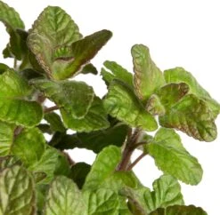 Borstelkrans (Clinopodium Vulgare) D 11 H 10 Cm -Tuin Planten Winkel 8717191531535 2