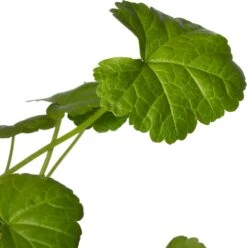 Muskuskaasjeskruid (Malva Moschata) D 11 H 10 Cm -Tuin Planten Winkel 8717191531603 2