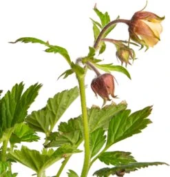 Nagelkruid (Geum Rivale) D 11 H 10 Cm 5 Nagelkruid (Geum Rivale) D 11 H 10 Cm -Tuin Planten Winkel 8717191531610 2
