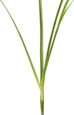 Sterrengras (Dichromena Colorata) D 9 H 20 Cm -Tuin Planten Winkel 8717192790177 2