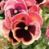Viool (Viola F1 Hybride) Geel-rood D 9 H 10 Cm -Tuin Planten Winkel 8717263006824