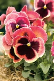 Viool (Viola F1 Hybride) Geel-rood D 9 H 10 Cm
