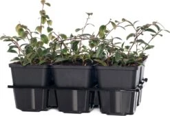 Dwergmispel (Cotoneaster Dammeri) D 9 H 15 Cm