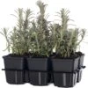 Lavendel (Lavandula Angustifolia 'Hidcote') Sixpack D 9 H 10 Cm -Tuin Planten Winkel 8717263013938 3 1