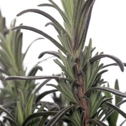 Lavendel (Lavandula Angustifolia 'Munstead') Sixpack D 9 H 15 Cm -Tuin Planten Winkel 8717263013945 2 1