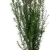 Taxus (Taxus Baccata) D 17 H 50 Cm
