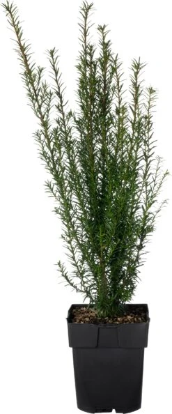 Taxus (Taxus Baccata) D 17 H 50 Cm