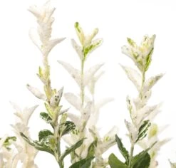 Kardinaalsmuts (Euonymus Fortunei 'Harlequin') D 17 H 30 Cm 5 Kardinaalsmuts (Euonymus Fortunei 'Harlequin') D 17 H 30 Cm -Tuin Planten Winkel 8717263060833 2 1