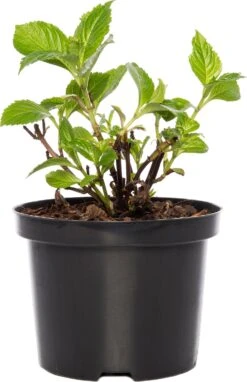 Hortensia (Hydrangea Macrophylla (Rood)) D 17 Cm -Tuin Planten Winkel 8717263060857