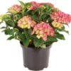 Hortensia (Hydrangea Macrophylla) Roze D 17 H 30 Cm -Tuin Planten Winkel 8717263060871 1