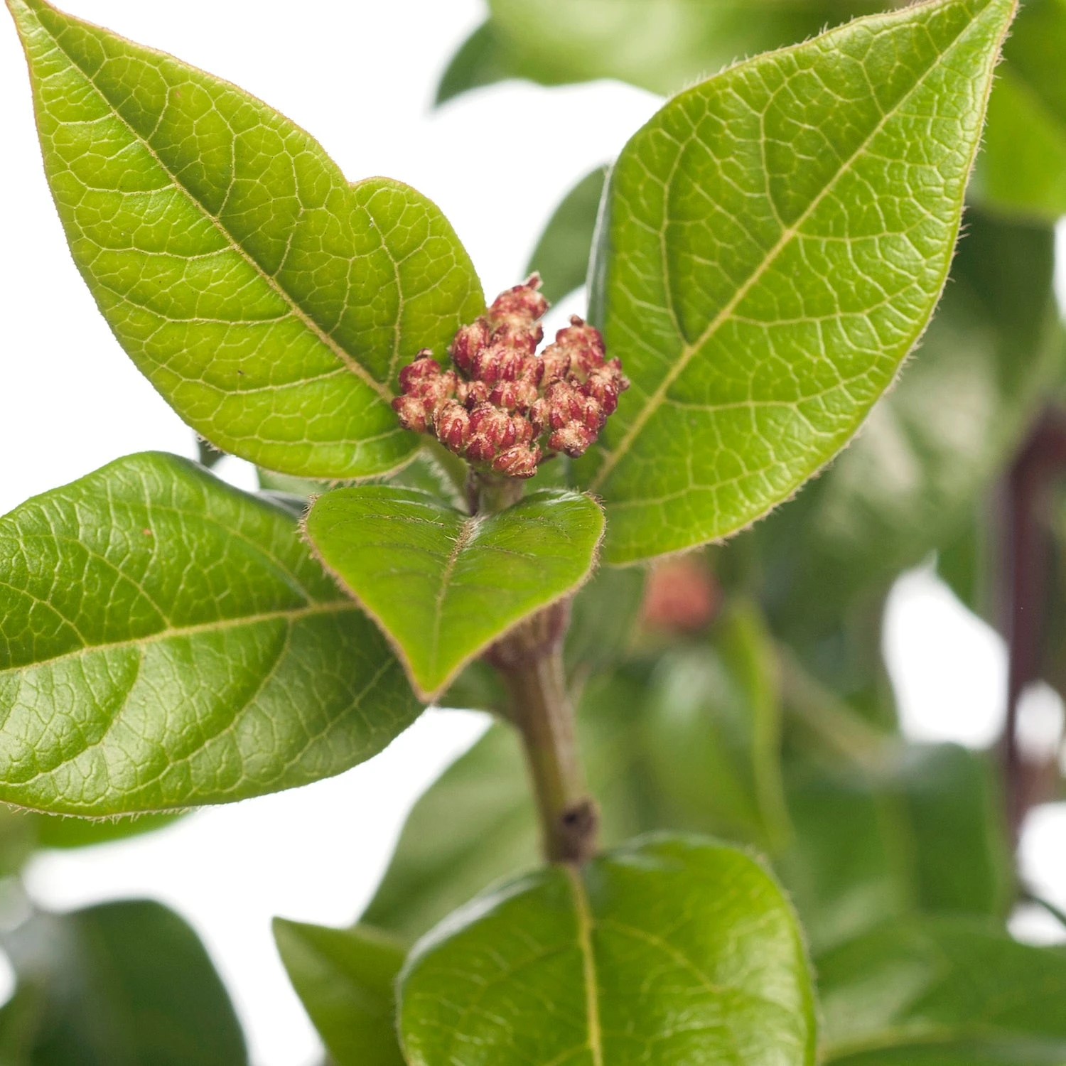 Sneeuwbal (Viburnum Tinus) D 17 H 20 Cm 4 Sneeuwbal (Viburnum Tinus) D 17 H 20 Cm - Afbeelding 2
