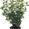 Sneeuwbal (Viburnum Tinus) D 17 H 20 Cm 1 Sneeuwbal (Viburnum Tinus) D 17 H 20 Cm -Tuin Planten Winkel 8717263060918 2 1