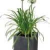 Afrikaanse Lelie (Agapanthus Africanus 'Amourette White') D 17 H 70 Cm